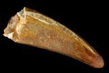 Large, Cretaceous Fossil Crocodile Tooth #153405-1